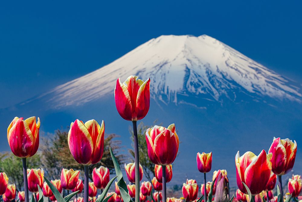 Tulips and Mt. Fuji art print by Sirou.Minami for $57.95 CAD
