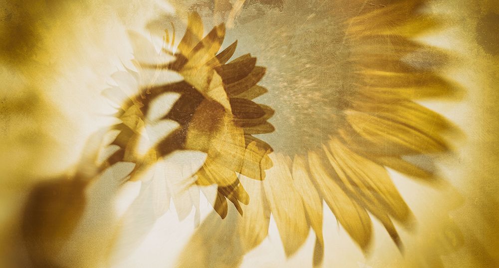 Just Like The Sun art print by Sherin.Abdou for $57.95 CAD