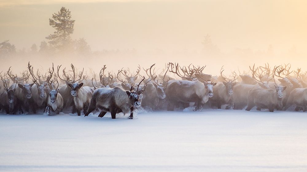 The herd is approaching art print by Marcel Rebro for $57.95 CAD