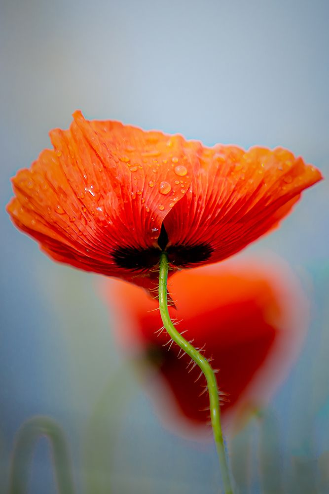 Drifting poppies art print by Lars Hylleberg for $57.95 CAD