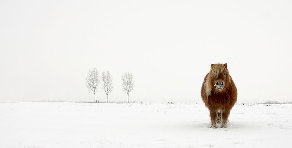 The Cold Pony art print by Gert van den for $57.95 CAD