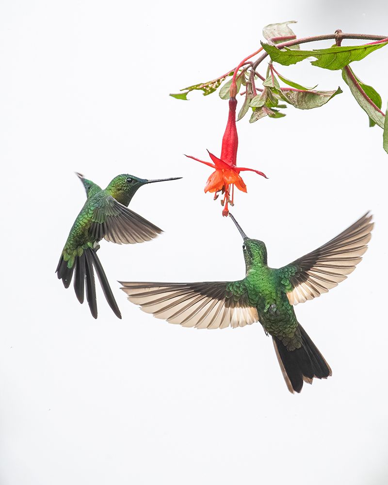 Two hummingbirds at a flower art print by Siyu And Wei for $57.95 CAD
