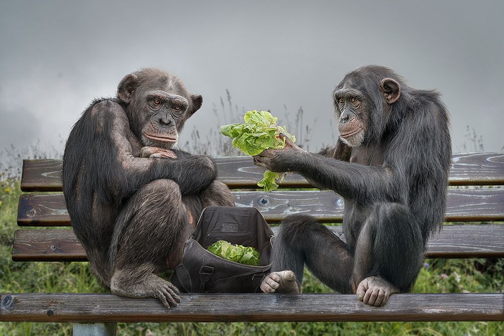 Monkey Salad art print by Marcel Egger for $57.95 CAD