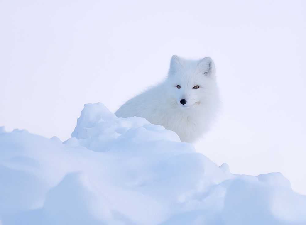 White fox art print by Min Li for $57.95 CAD