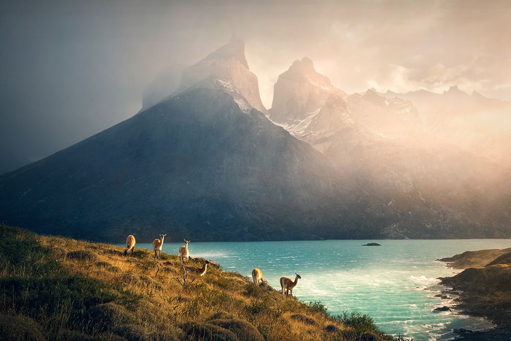 Alpaca at Torres de Paine art print by Dennis Zhang for $57.95 CAD