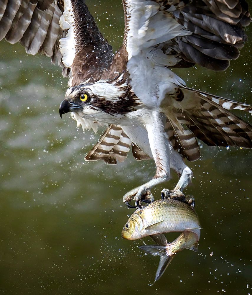 Osprey art print by Tao Huang for $57.95 CAD