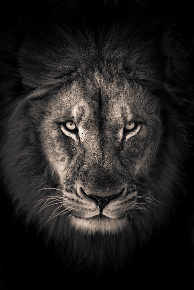The King art print by Alex Zhao for $57.95 CAD