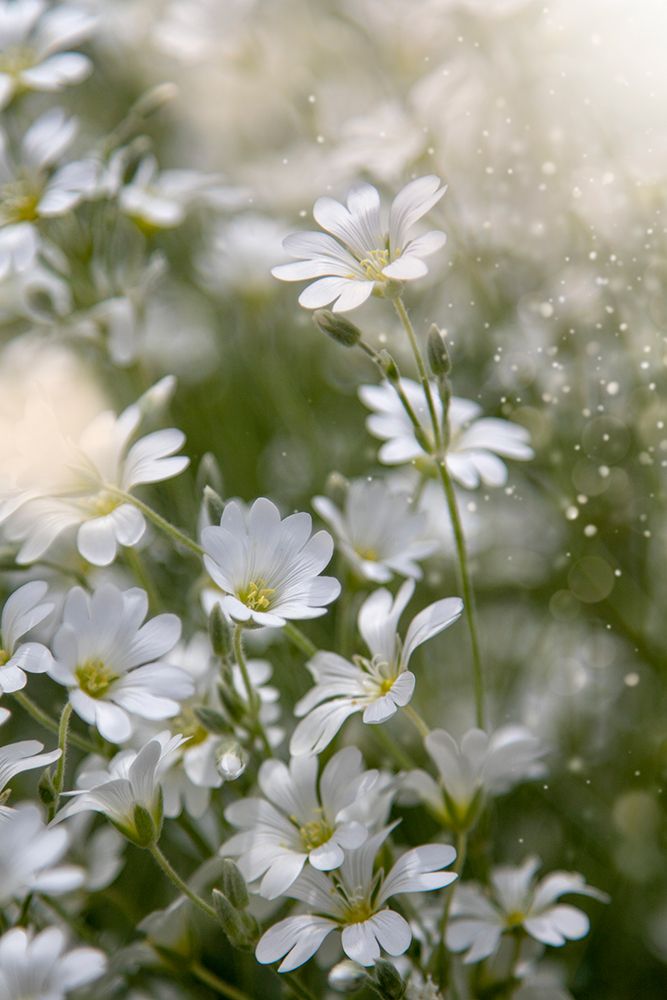 Spring Glory art print by Cicek Kiral for $57.95 CAD