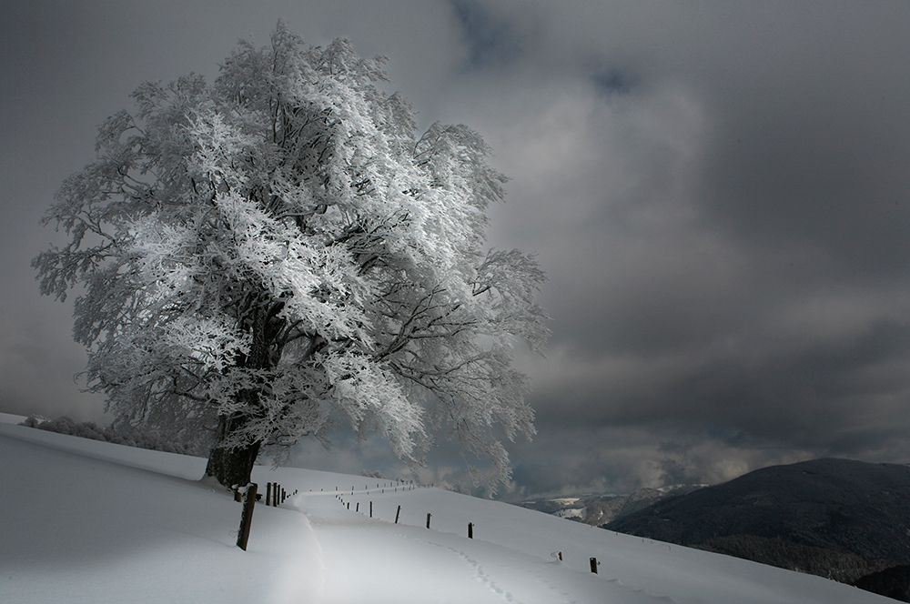 Schneeweg art print by Nicolas Schumacher for $57.95 CAD