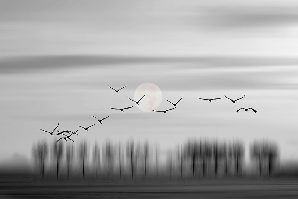 Flying free! art print by Wilma Wijers Smeets for $57.95 CAD