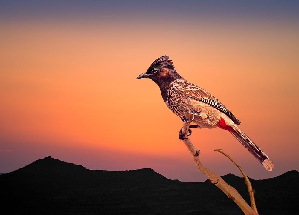 Bulbul art print by Sayyed Nayyer Reza for $57.95 CAD