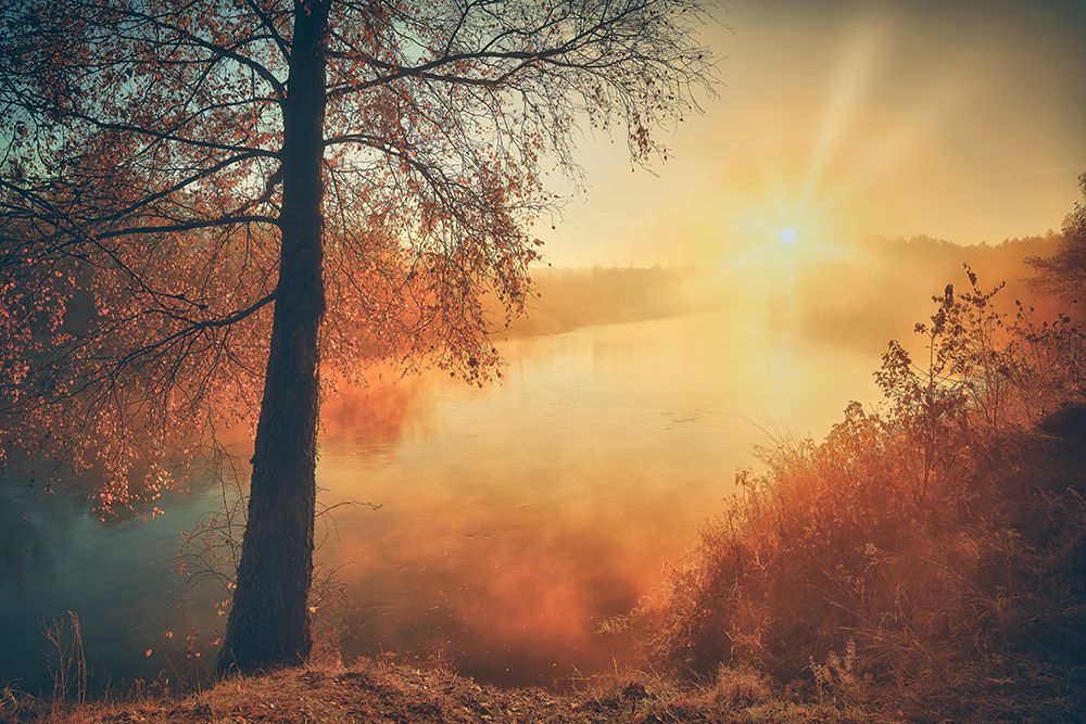 Gold of the fall art print by Pawel Kado for $57.95 CAD