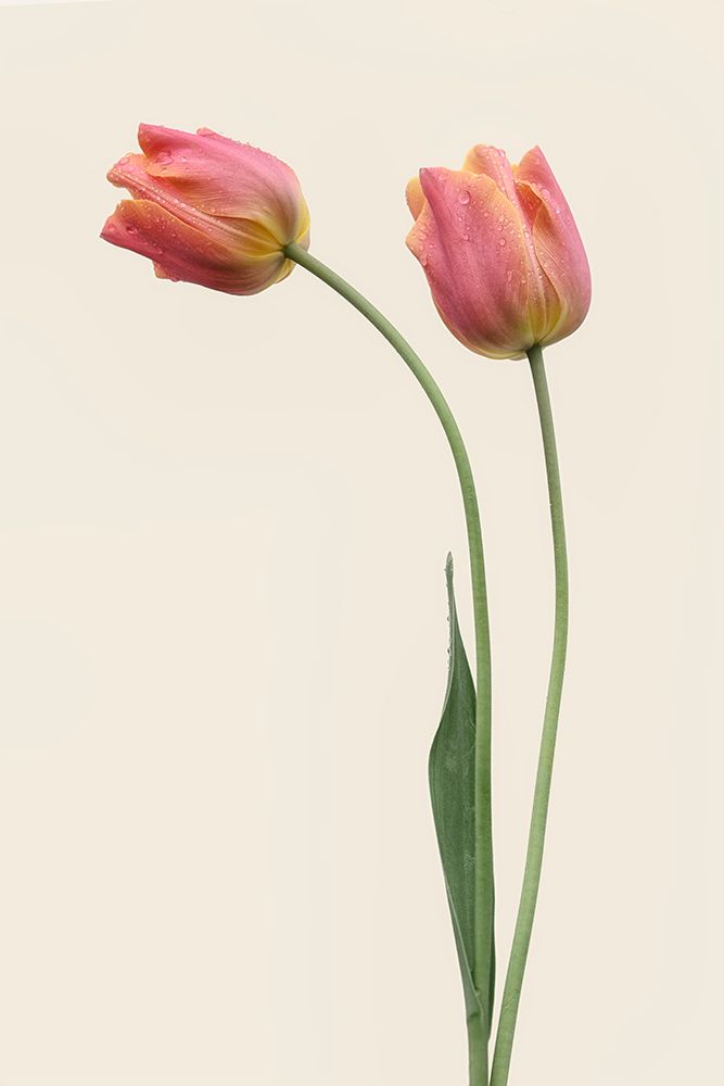 Duo art print by Lotte Gronkjar for $57.95 CAD
