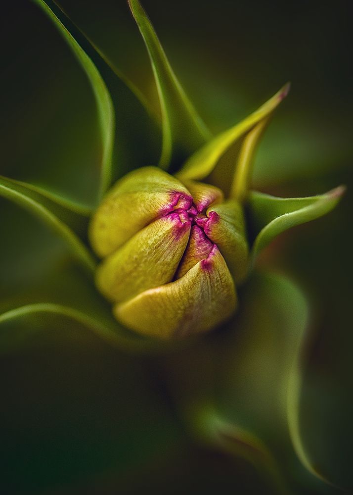 Tulip art print by Kristina Zvinakeviciute for $57.95 CAD