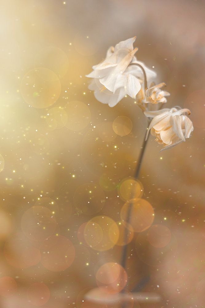 Golden Hour art print by Cicek Kiral for $57.95 CAD