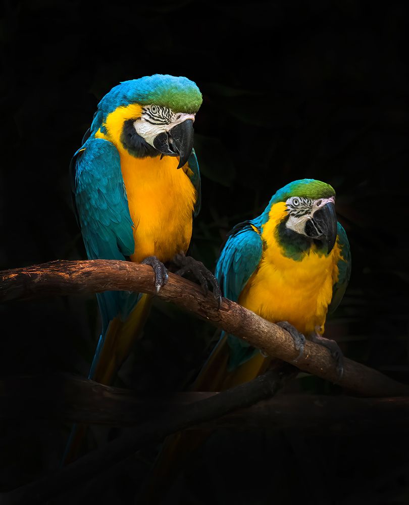 Macaw Parrots art print by Antonyus Bunjamin (Abe) for $57.95 CAD