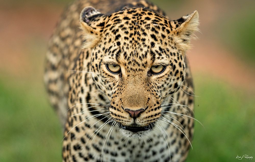Fearless .... art print by Roshkumar for $57.95 CAD