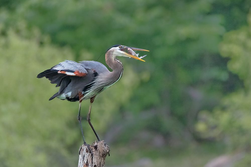 A Good Place To Enjoy The Meal art print by Sheila Xu for $57.95 CAD