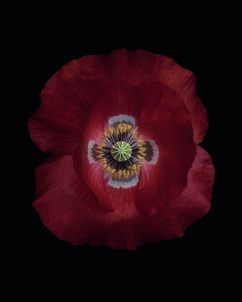 Red poppy art print by Lotte Gronkjar for $57.95 CAD