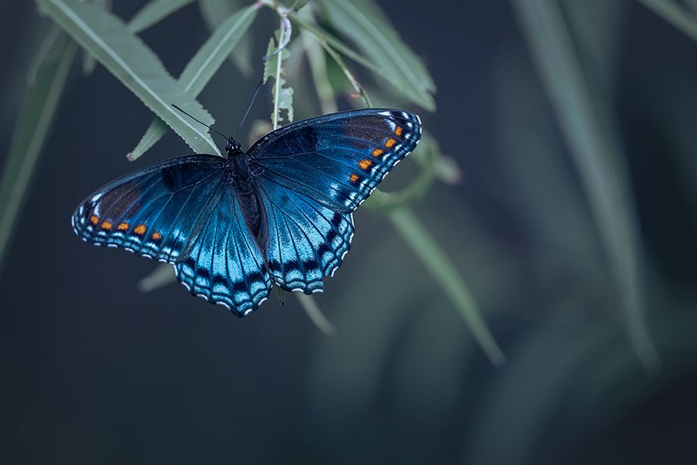 Butterfly art print by Ivy Deng for $57.95 CAD