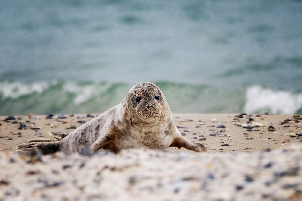 Seal on the beach art print by Michaela Firesova for $57.95 CAD