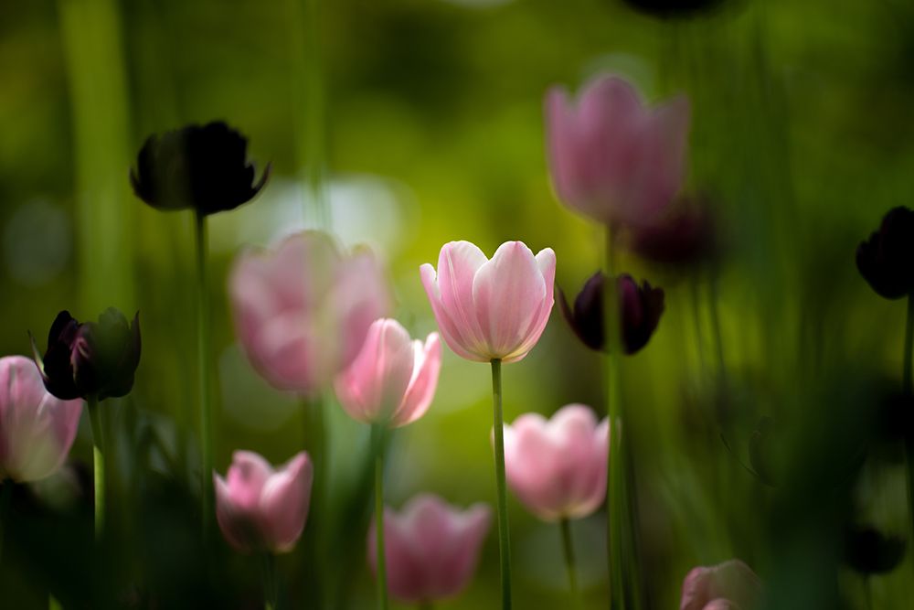 Tulips art print by Kondou Kazumasa for $57.95 CAD