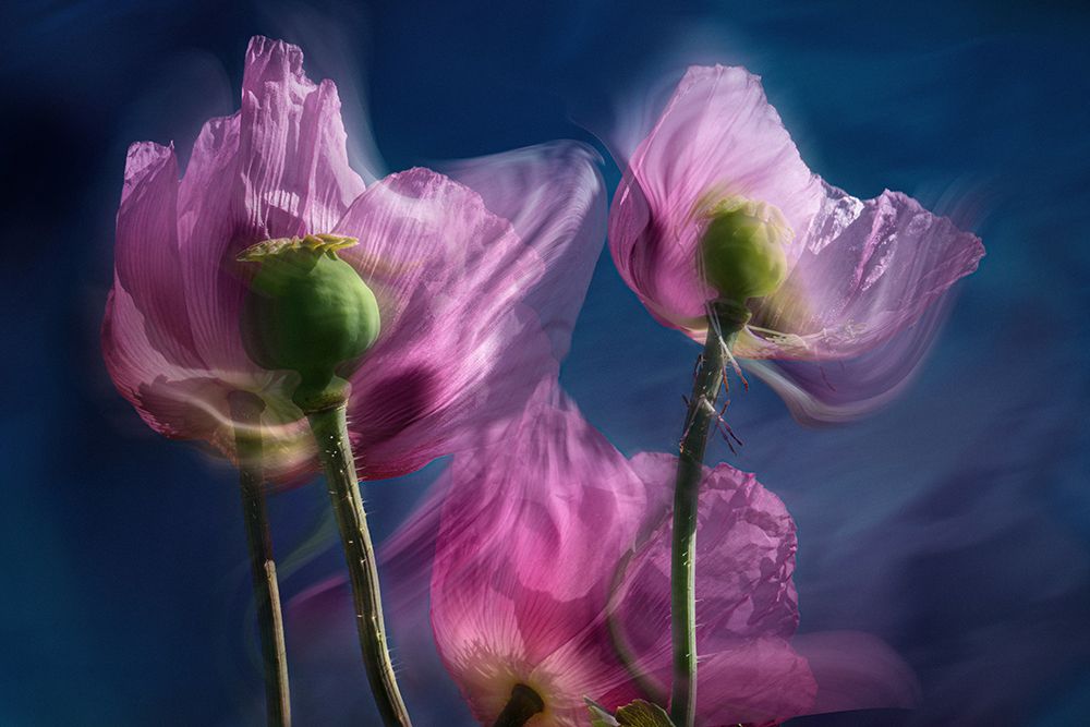 Poppies by the wayside art print by Stephan Ruckert for $57.95 CAD