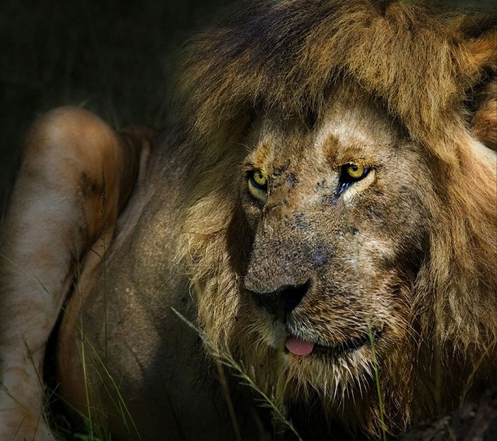 the lion art print by Piet Flour for $57.95 CAD
