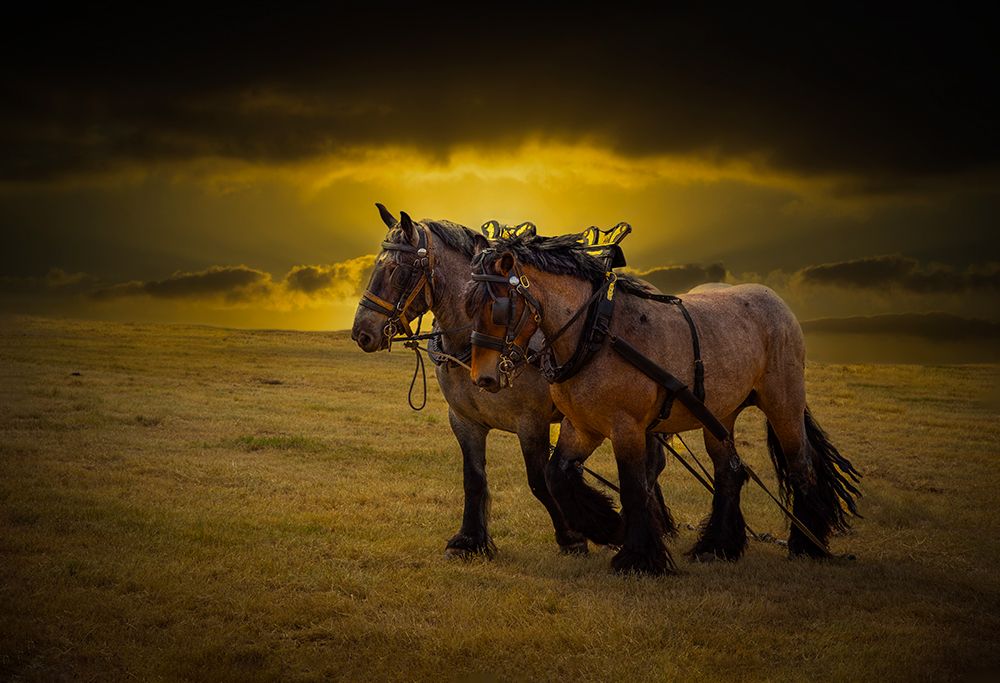 Horse III art print by Laruelle Philippe for $57.95 CAD