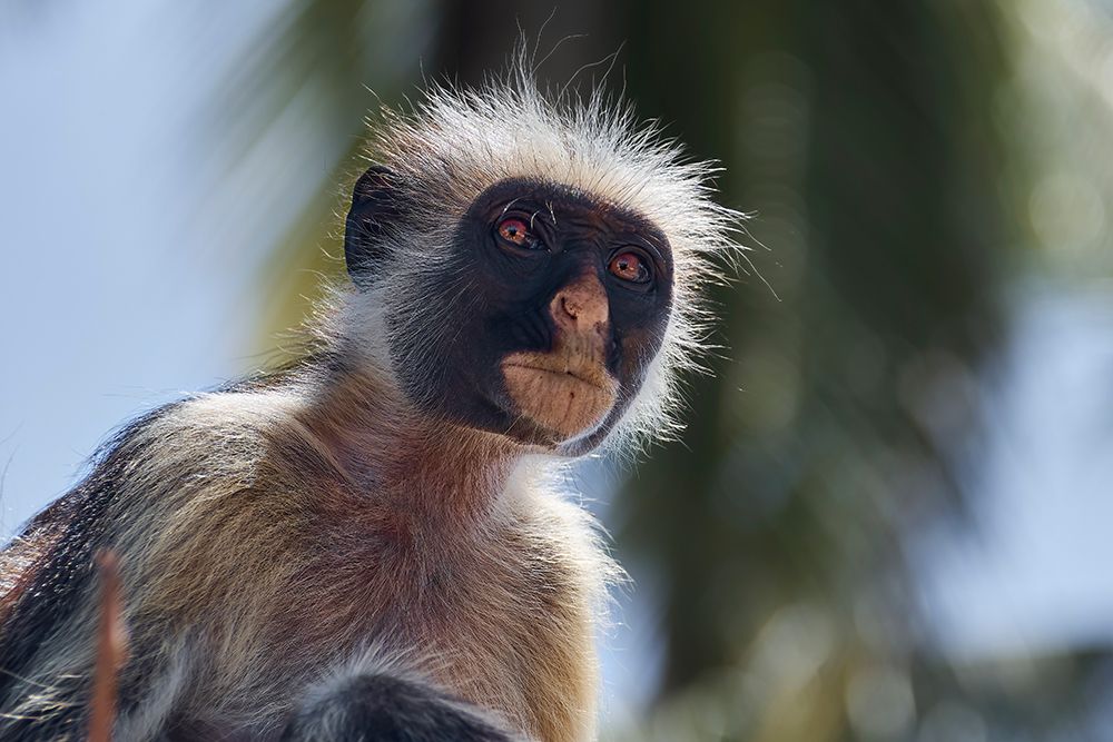 Colobus portrait art print by Andrey Shpek for $57.95 CAD