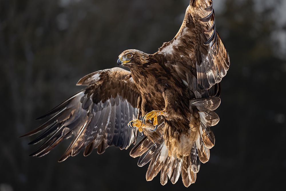 The golden eagle soared on its wings art print by Davidhx Chen for $57.95 CAD