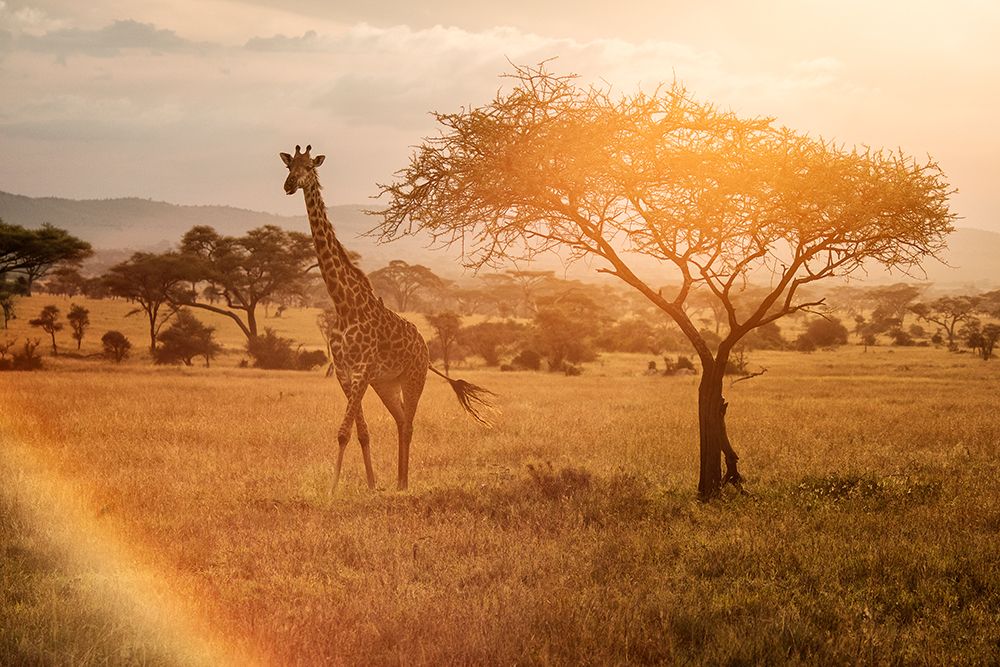 Giraffe art print by Dan Mirica for $57.95 CAD