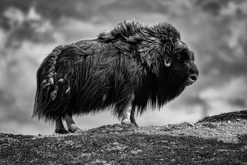 male Musk ox art print by Bjoern Alicke for $57.95 CAD