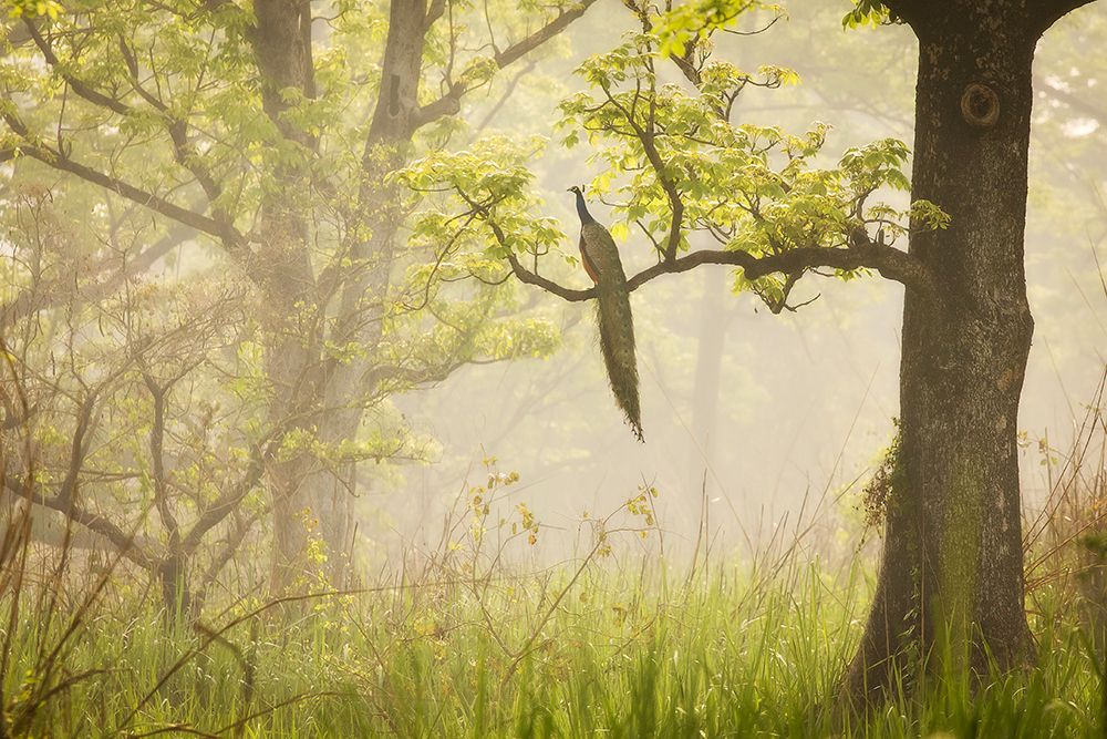Peacock art print by Dan Mirica for $57.95 CAD