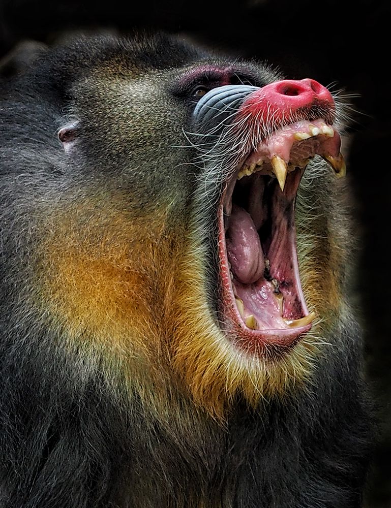 Yawn art print by Asa Satria Said for $57.95 CAD
