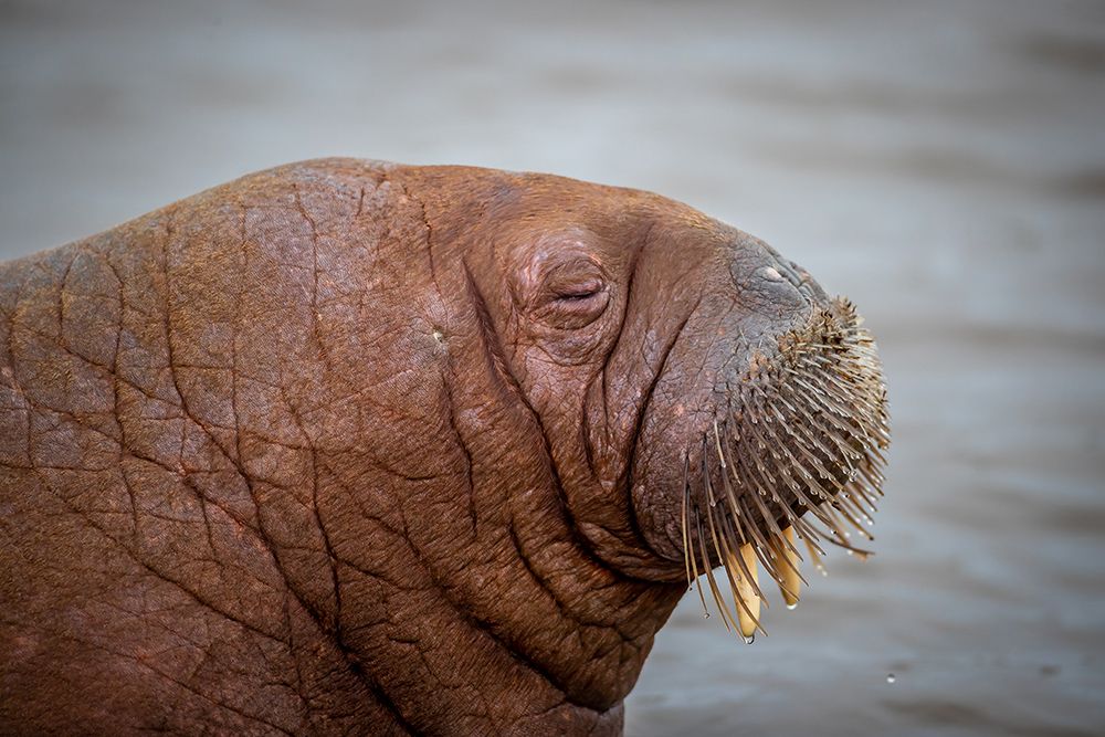 Walrus art print by Jorgen Sorensen for $57.95 CAD