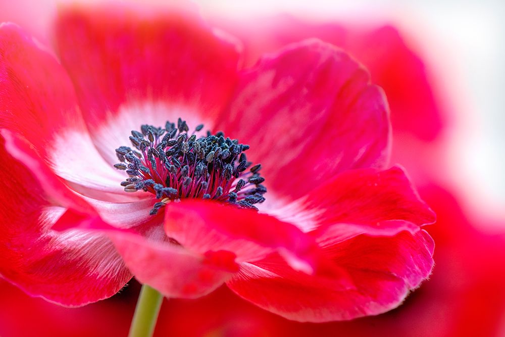 Simply Red art print by Jacky Parker for $57.95 CAD