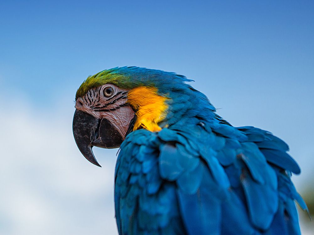 Osgar the Parrot. art print by Leif Londal for $57.95 CAD