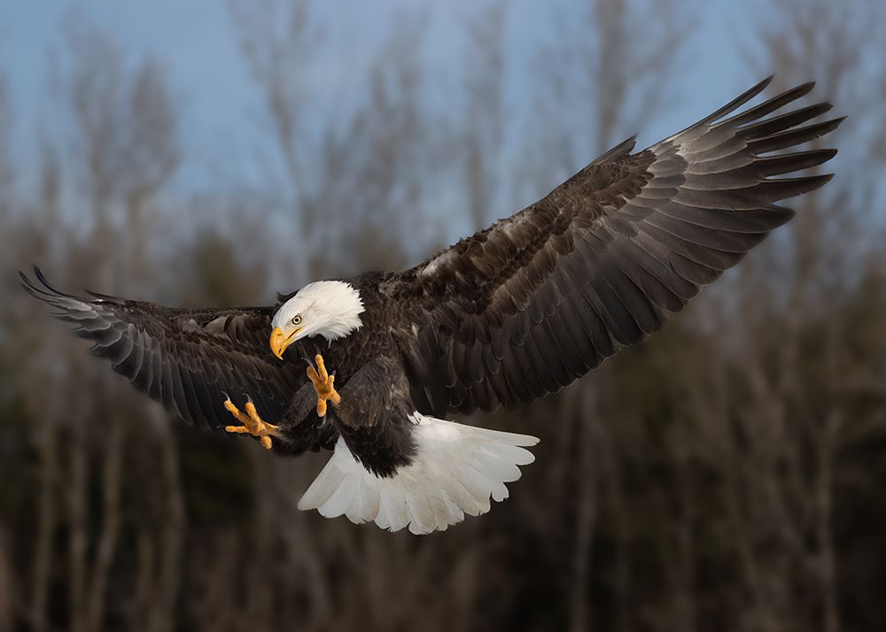 American bald eagle art print by Davidhx Chen for $57.95 CAD