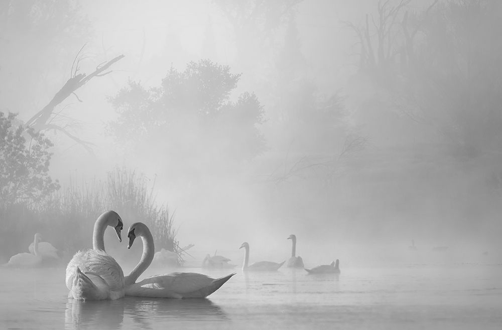 morning fog on swan lake art print by Dawei Liu for $57.95 CAD