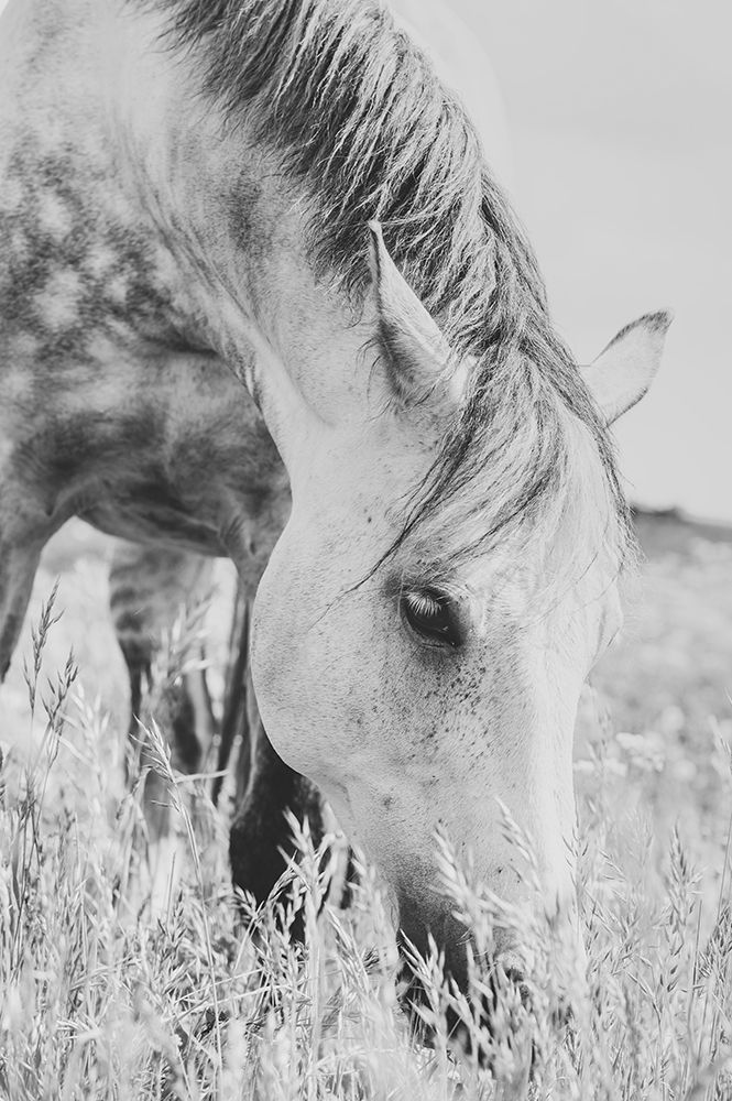 stallion art print by Arendina De Jong for $57.95 CAD