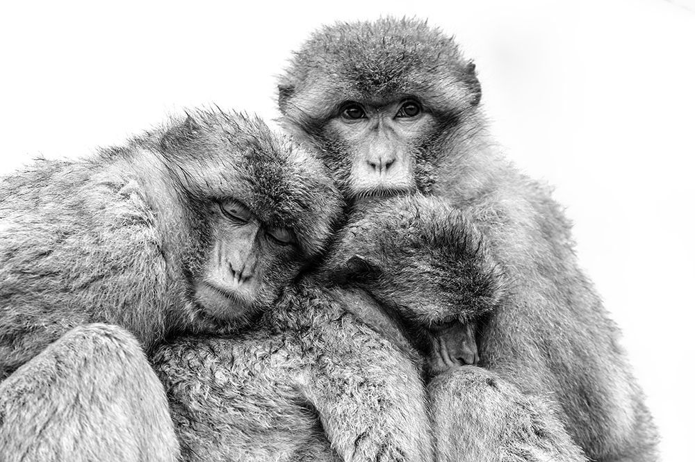Keep together art print by Arendina de Jong for $57.95 CAD