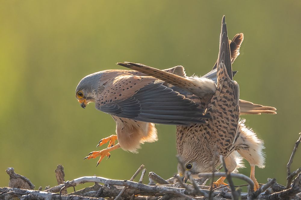 Kestrel Mating art print by Min Li for $57.95 CAD