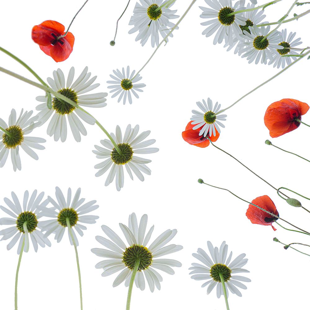 Meadow flowers art print by Stephan Ruckert for $57.95 CAD