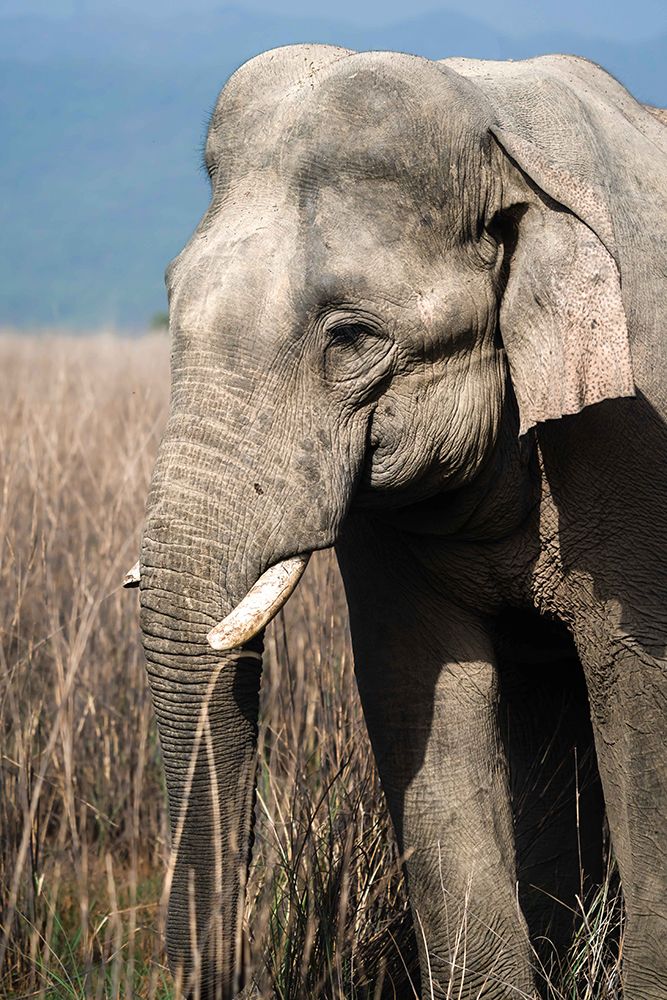 The Gentle Giant! art print by Kanchan Singodia for $57.95 CAD