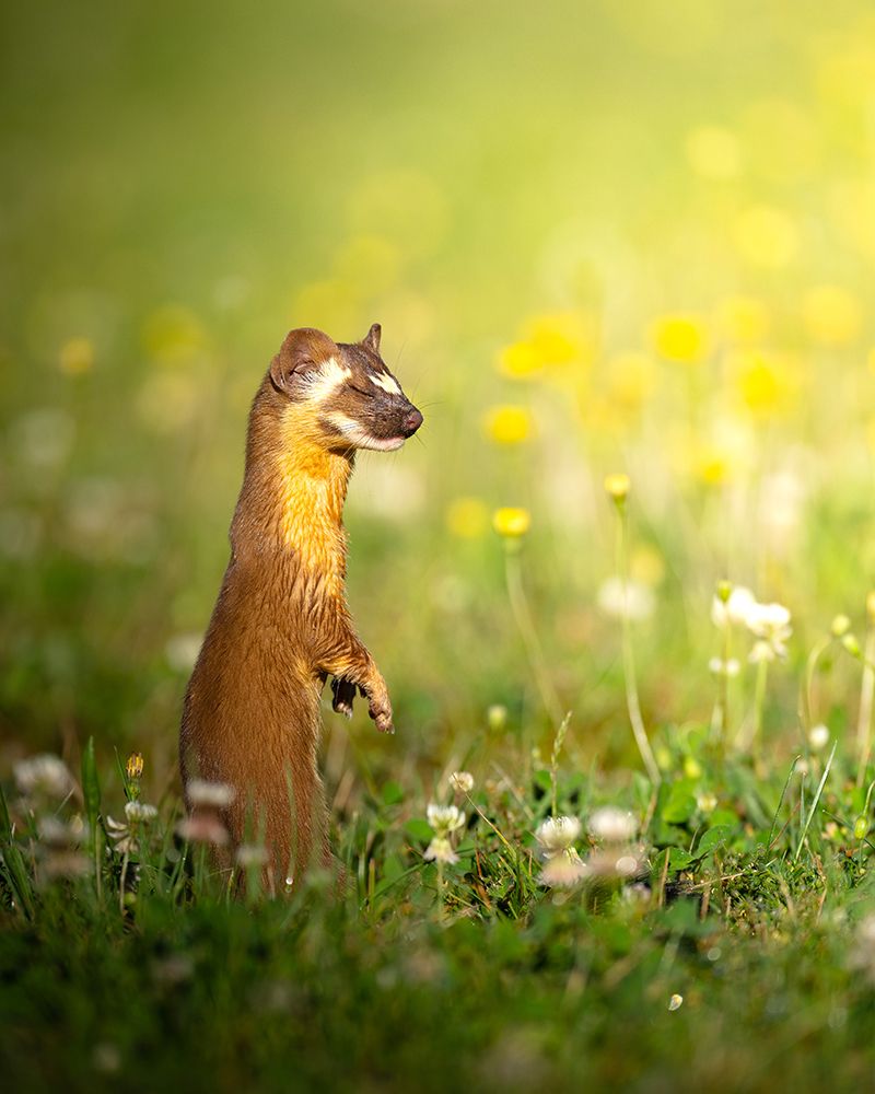 The ElusIVe Long Tailed Weasel With Eyes Closed art print by Karthik for $57.95 CAD