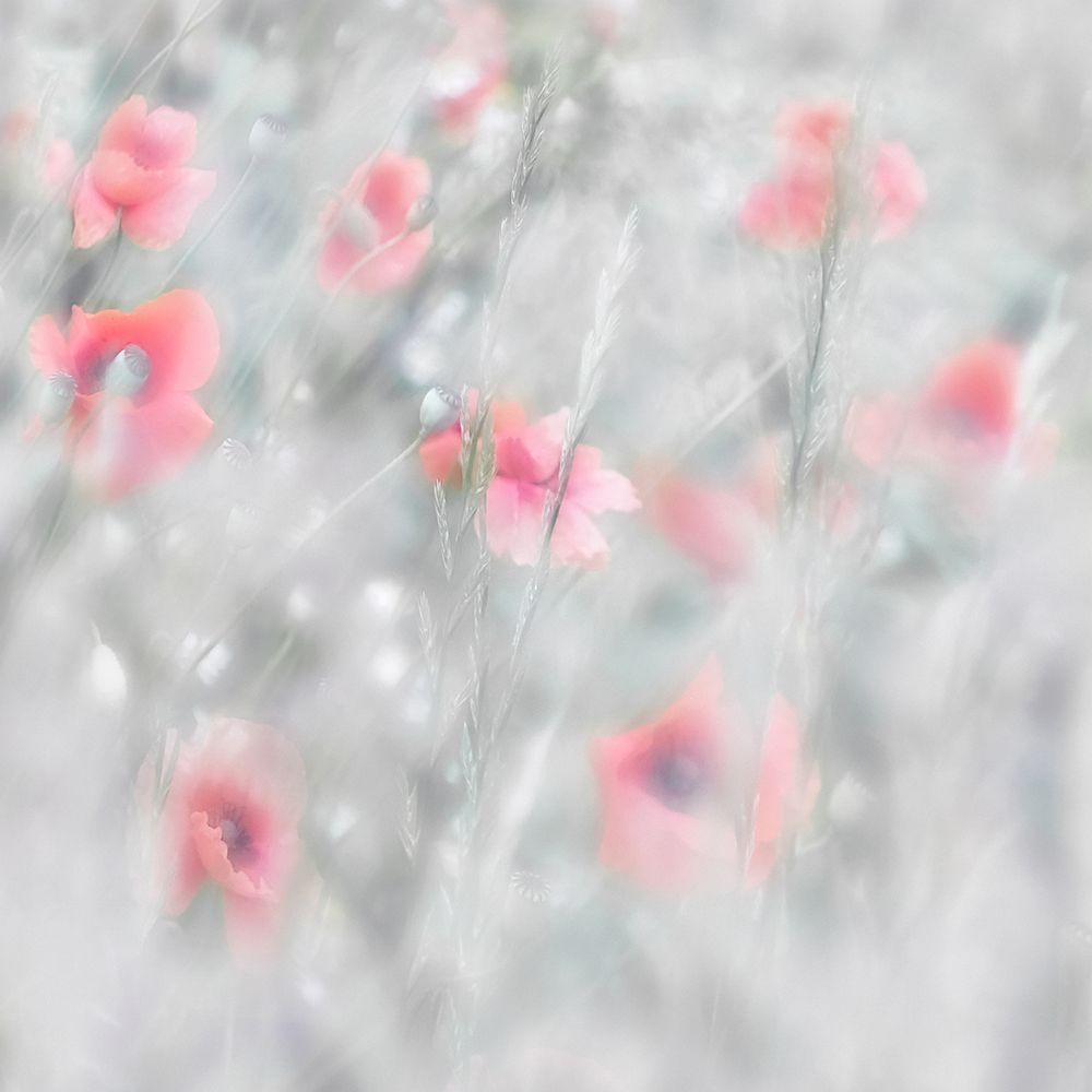 Poppies art print by Marie-Anne Stas for $57.95 CAD