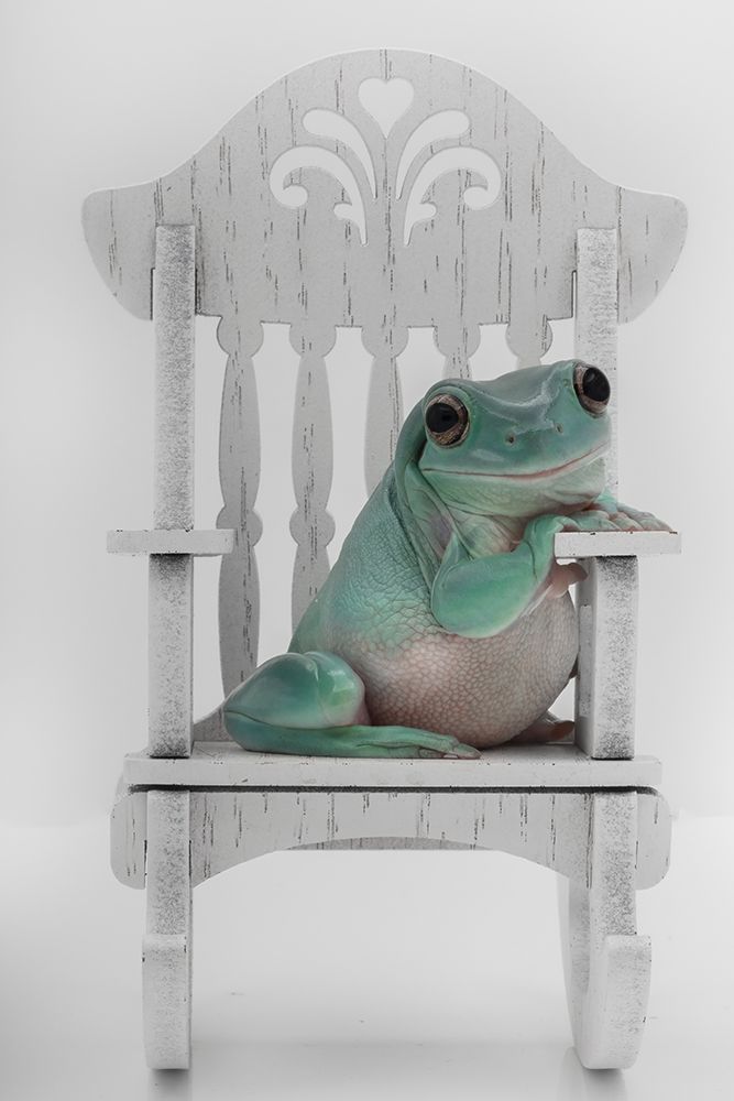 Rocking Whites Tree Frog art print by Linda D Lester for $57.95 CAD