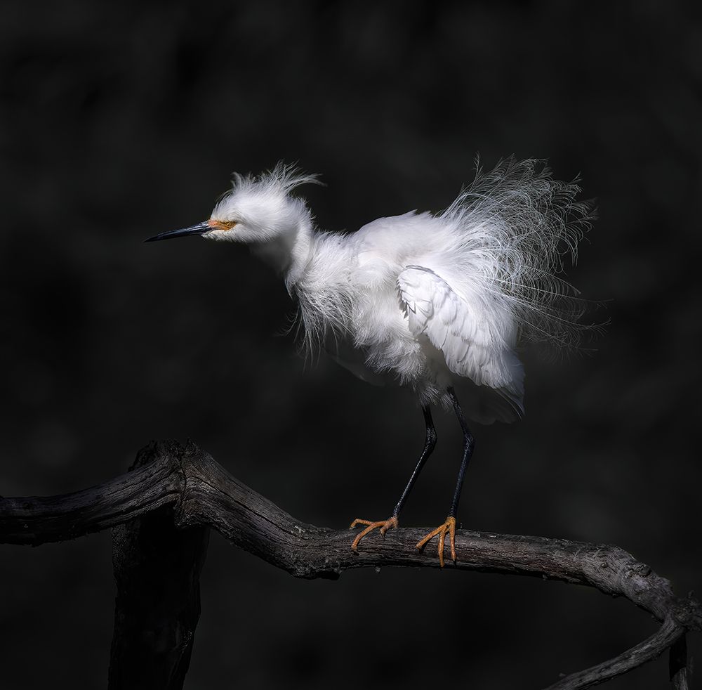 Show Off Breeding Plumage art print by Judy Tseng for $57.95 CAD