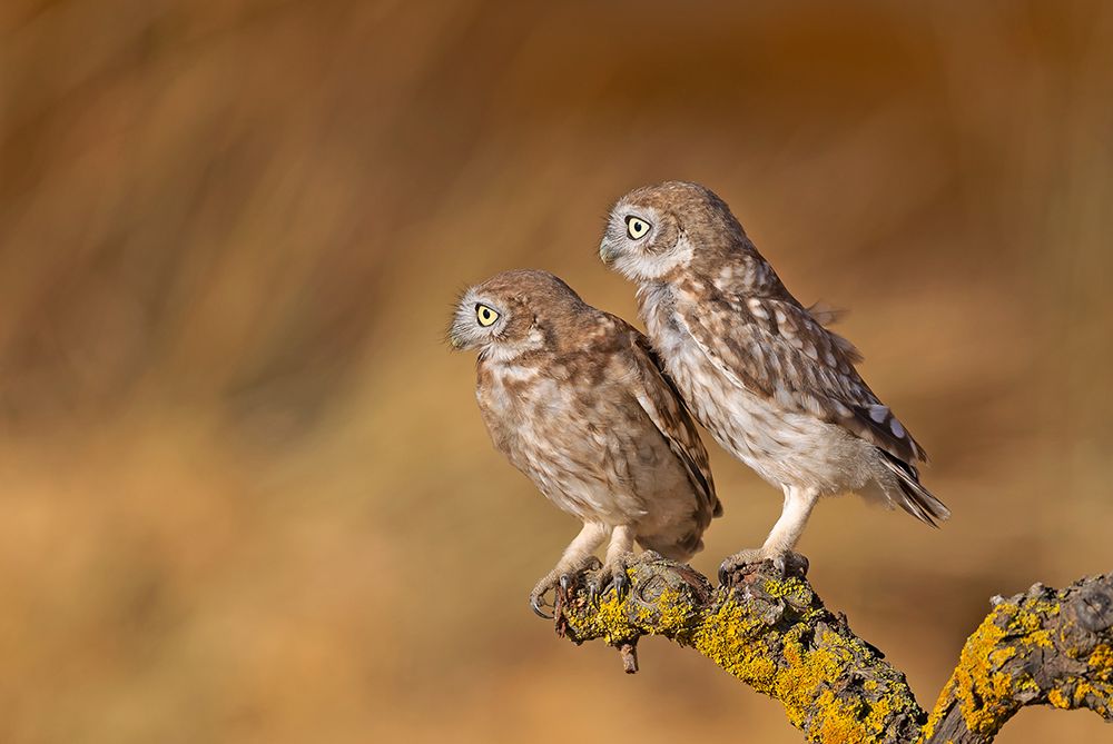 Profile Of Pair art print by Shlomo Waldmann for $57.95 CAD